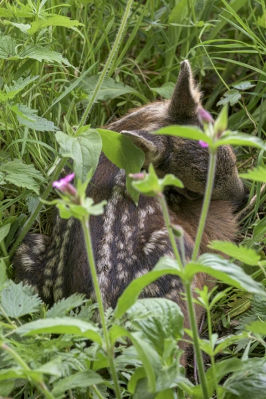 Foto reekalf bovenaanzicht Gasselterveld Henk Ossinga