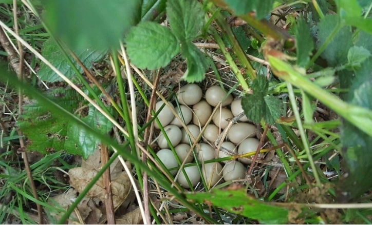 Afbeelding: Patrijzennest met patrijzeneieren (legsel), Foto: Tjeerd Langhout