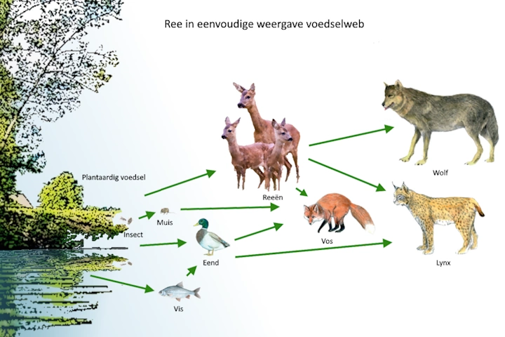 Afbeelding: Ree in eenvoudige weergave voedselweb