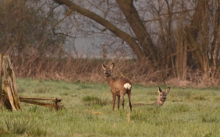 Afbeelding: Rustende reeën in natuur inclusief cultuurlandschap. foto: Dick Pasman