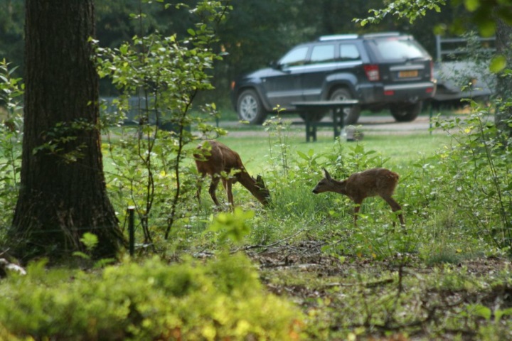 Afbeelding: Reegeit en reekalf bij parkeerplaats. Foto: Joke Hendriks