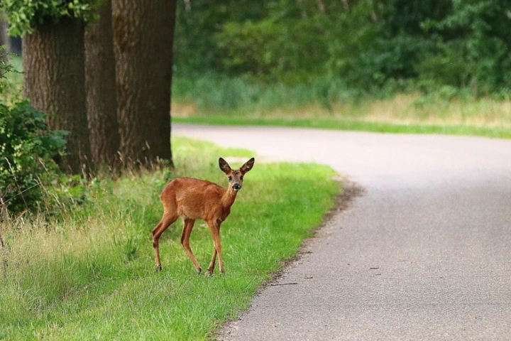 Afbeelding: Ree in de berm. foto: Jeanne Otten