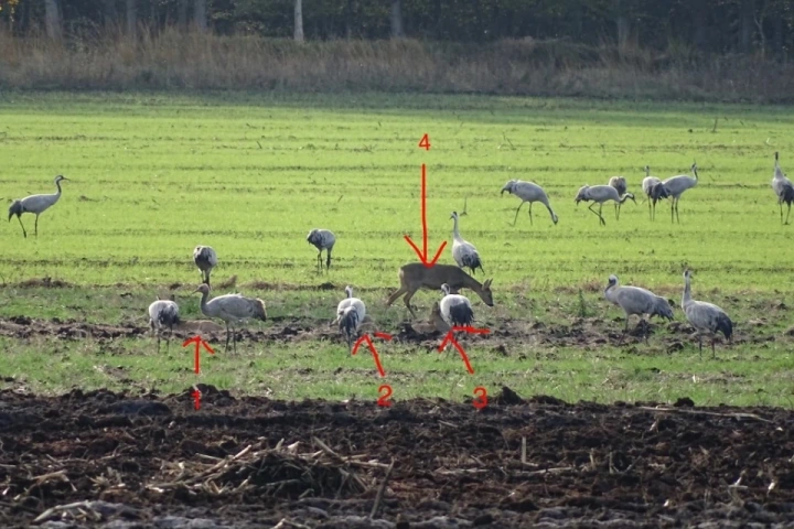 Afbeelding: Reeën zoekplaatje op maïsstoppel tussen kraanvogels. Foto: Tonnie Lenselink