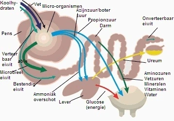 Schematisatie: Spijsvertering herkauwers