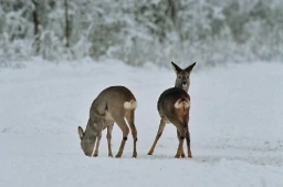 Afbeelding: Reebok en reegeit in sneeuw