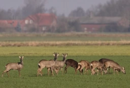 Afbeelding:Sprong reeën in polderlandschap