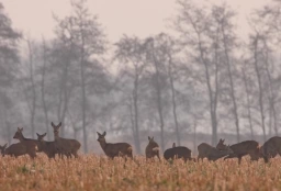 Afbeelding: Grote sprong reeën