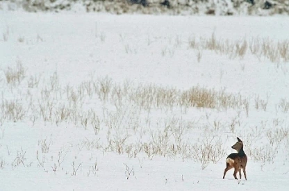 Foto: Reegeit in de sneeuw