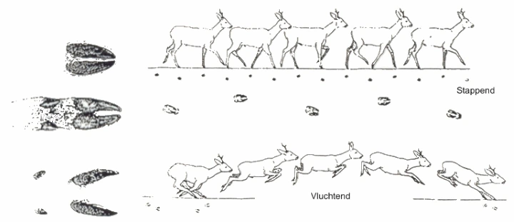 Tekening: Hoefafdrukken van ree tijdens lopen en vluchten