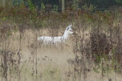 Afbeelding: Wit ree omgeving Apeldoorn