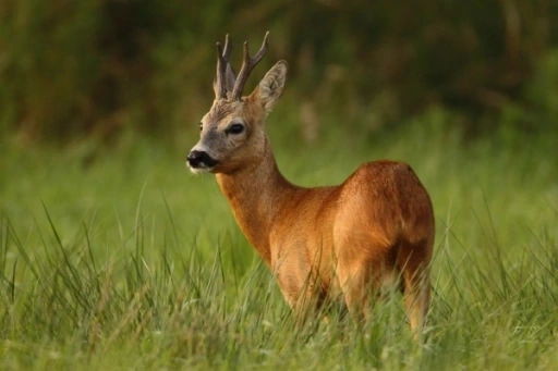 Afbeelding: Ree in zomervacht. Foto: Dick Pasman