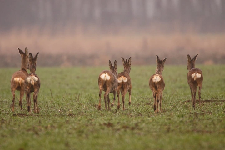 Afbeelding: Sprong reeën toont de geslachtsverhouding met hun spiegels. foto: Dick Pasman