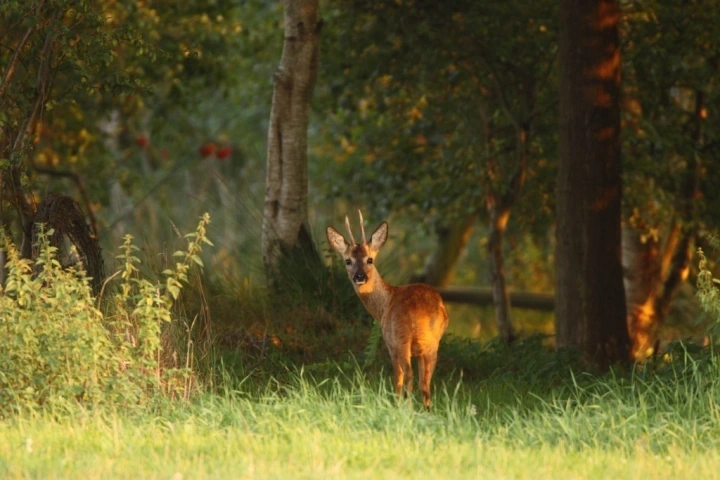 Afbeelding: Reebok in de leefomgeving. Foto: Dick Pasman